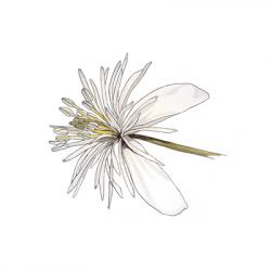 Clematis vitalba